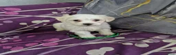 Bichon Frise dogs for sale: Pure White Bichon Frise for Sale🤍🐶 - Advert 9