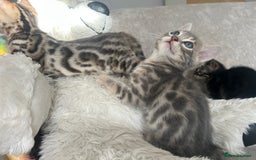 Bengal cats for sale: Stunning Bengal Kittens - TICA Registered - Image 30