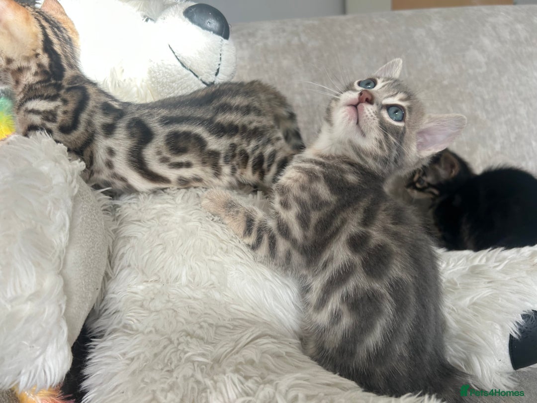 Bengal cats for sale: Stunning Bengal Kittens - TICA Registered - Image 30