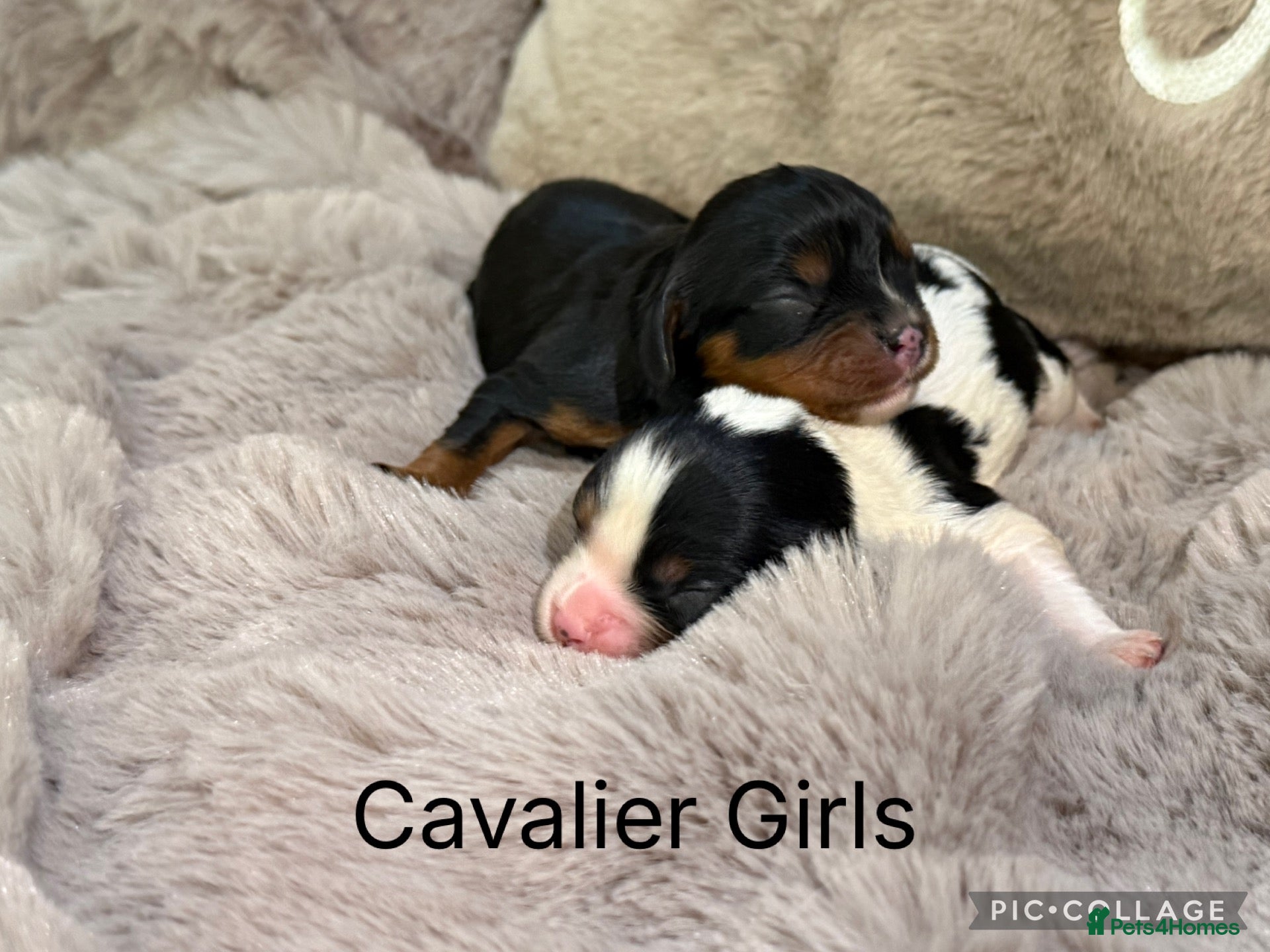 Cavalier King Charles Spaniel dogs Stunning KC Cavalier King Charles  - Advert 1
