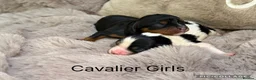 Cavalier King Charles Spaniel dogs for sale: Stunning KC Cavalier King Charles  - Advert 1