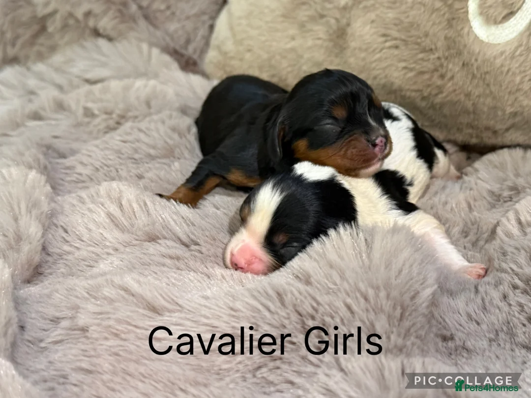 Cavalier King Charles Spaniel dogs for sale: Stunning KC Cavalier King Charles  - Advert 1