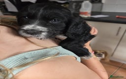 Cocker Spaniel dogs for sale: Black and white cocker spaniel - Image 6