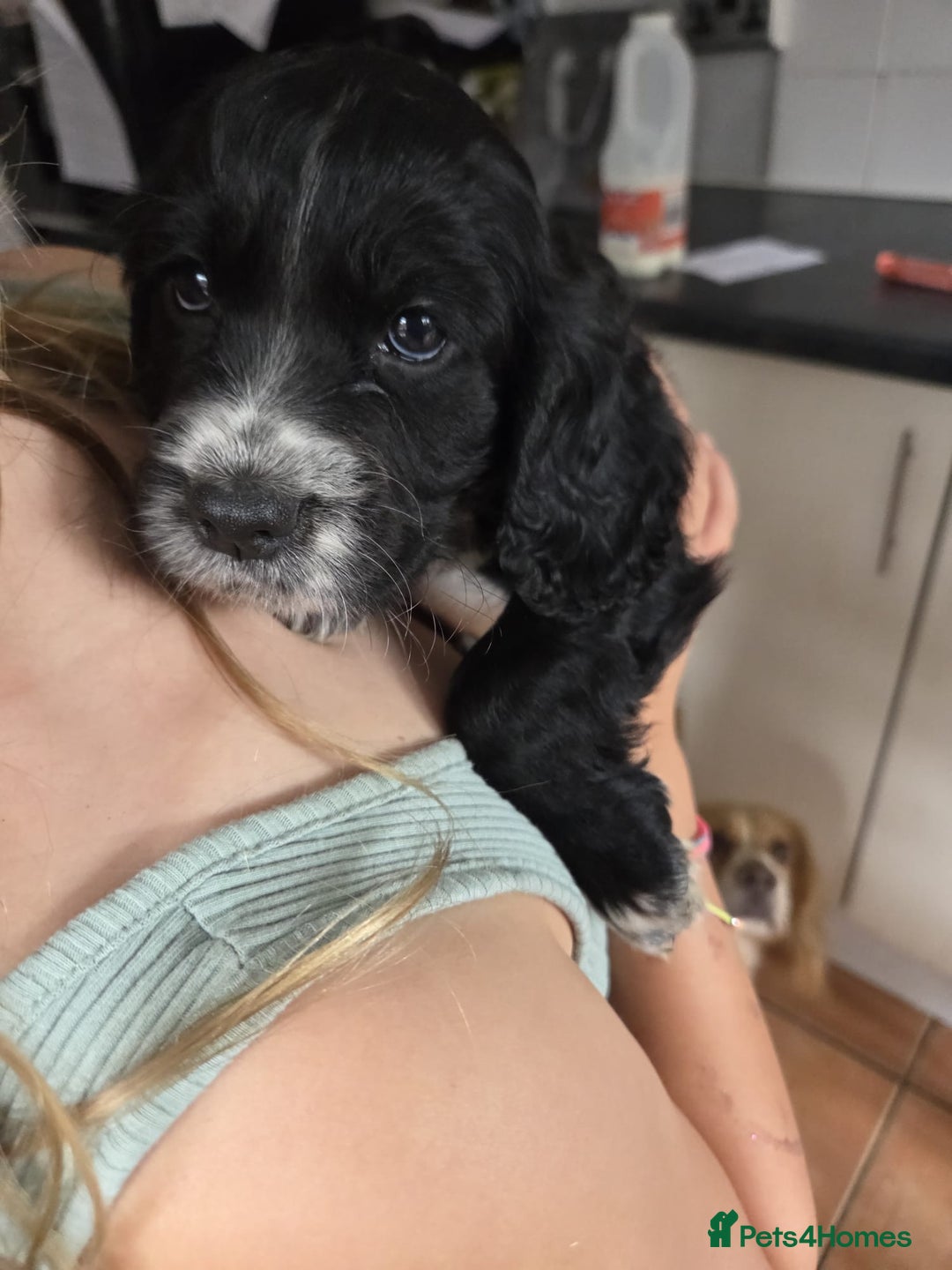 Cocker Spaniel dogs for sale: Black and white cocker spaniel - Image 6