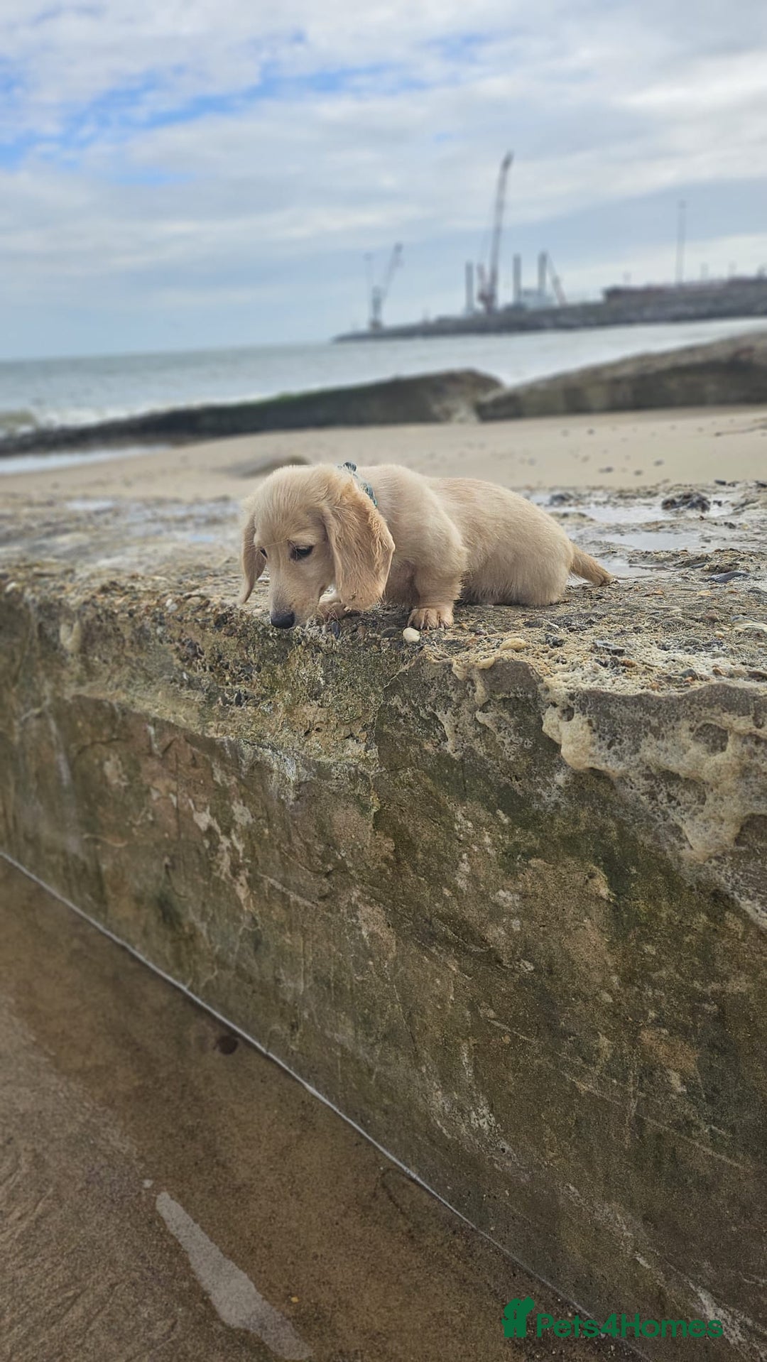 Dachshund dogs for sale: Cream boy and girl Miniature dachshund - Image 11