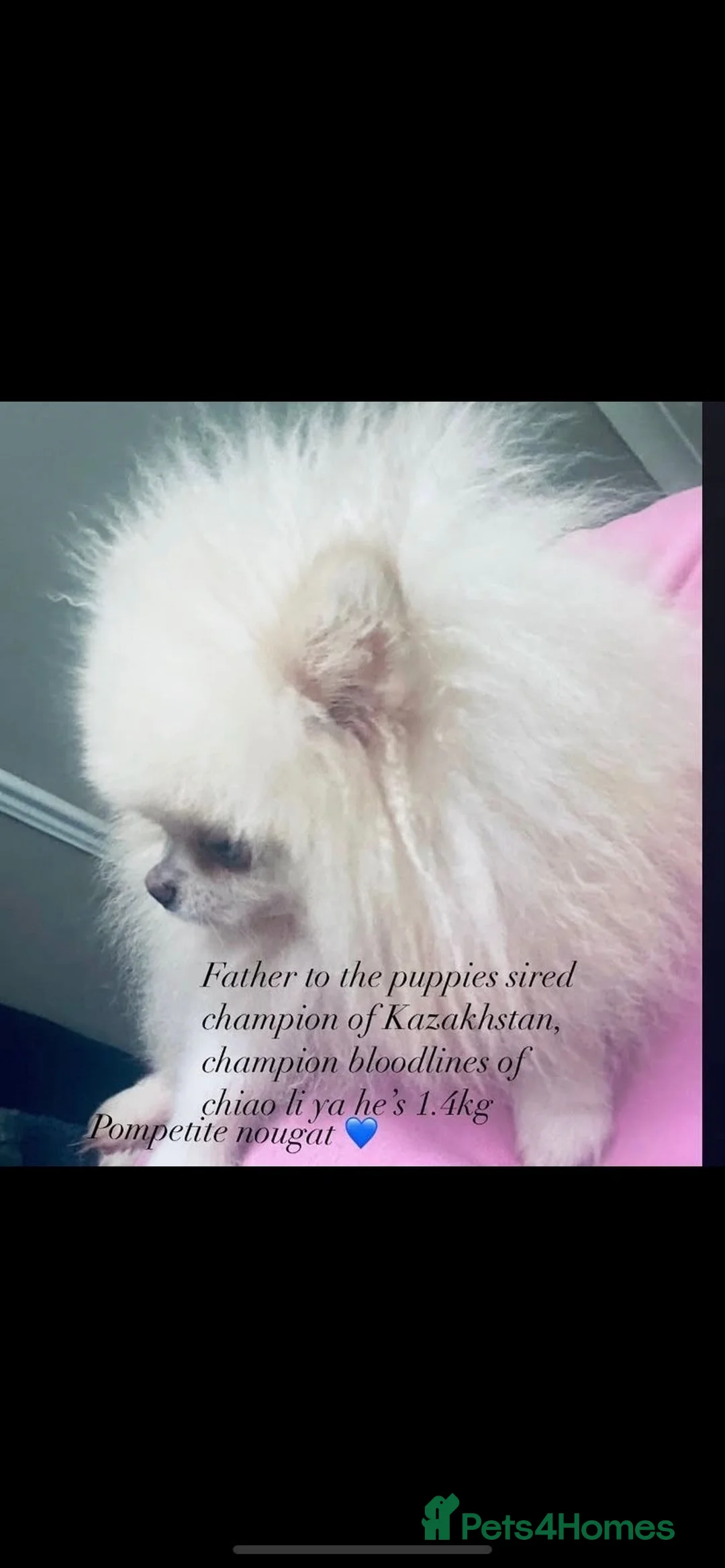 Pomeranian dogs for sale: White Pomeranian girl puppy - Advert 12