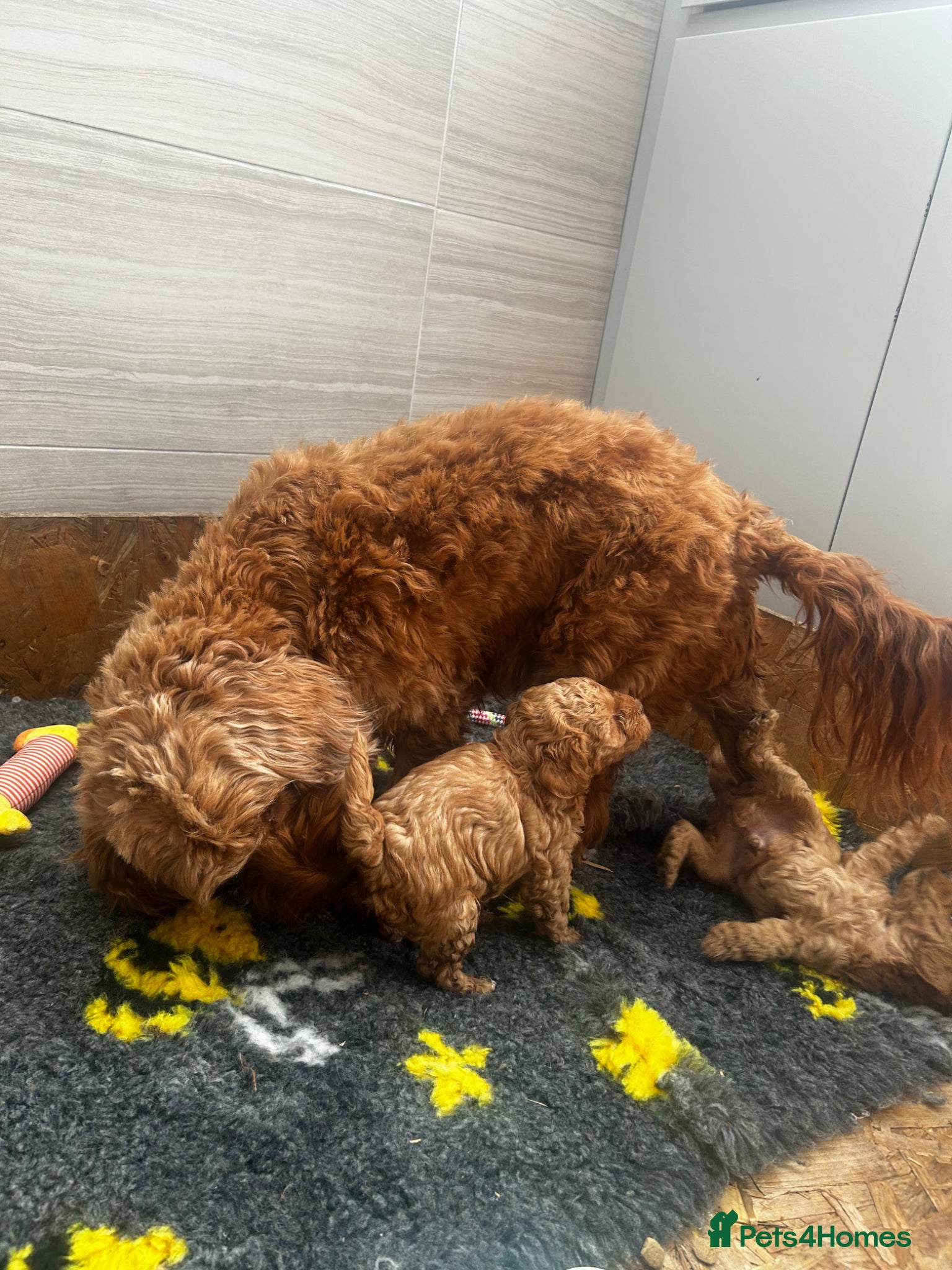 Cockapoo dogs Beautiful F1B cockapoo puppies - Advert 8