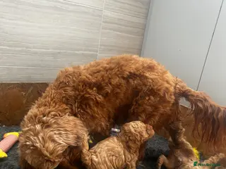 Cockapoo dogs Beautiful F1B cockapoo puppies - Advert 8