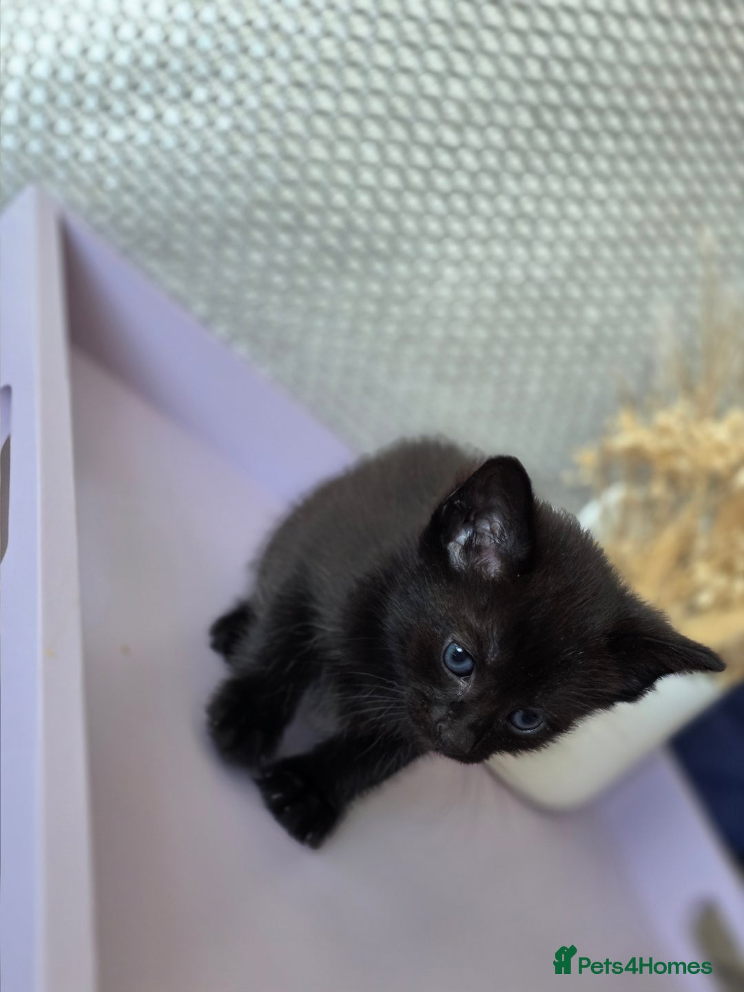Mixed Breed cats for sale: Black kittens  - Image 5