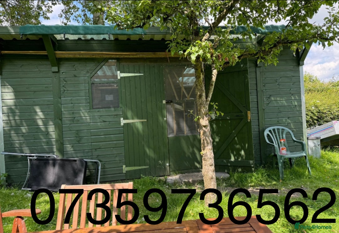 Mini Lop rabbits for sale:  BEAUTIFUL MINI LOP PEDIGREE BUNNIES - Advert 22