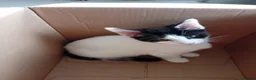Mixed Breed cats for sale: Cute piebald kittens  - Advert 15