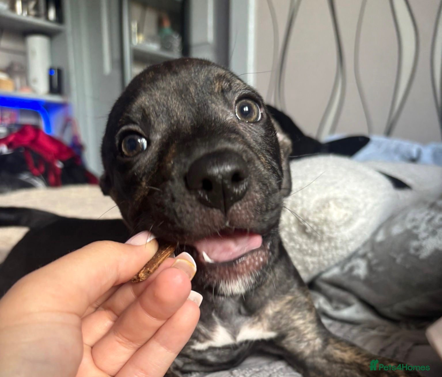 Staffordshire Bull Terrier dogs READY TO LEAVE!! Staffy puppies - Advert 3
