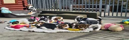 Beagle dogs for sale: Stunning Litter of KC Registered Beagle Pups  in Thirsk - Advert 1