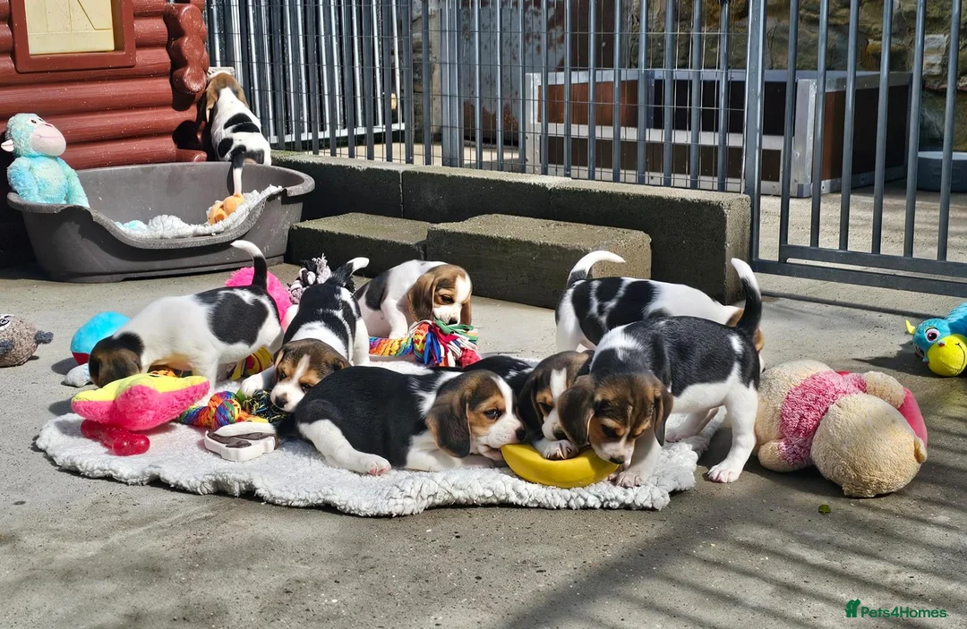Beagle dogs for sale: Stunning Litter of KC Registered Beagle Pups  in Thirsk - Advert 1