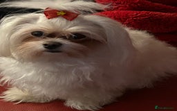 Maltese dogs for sale: Purebred Maltese Puppies for Sale - Image 12
