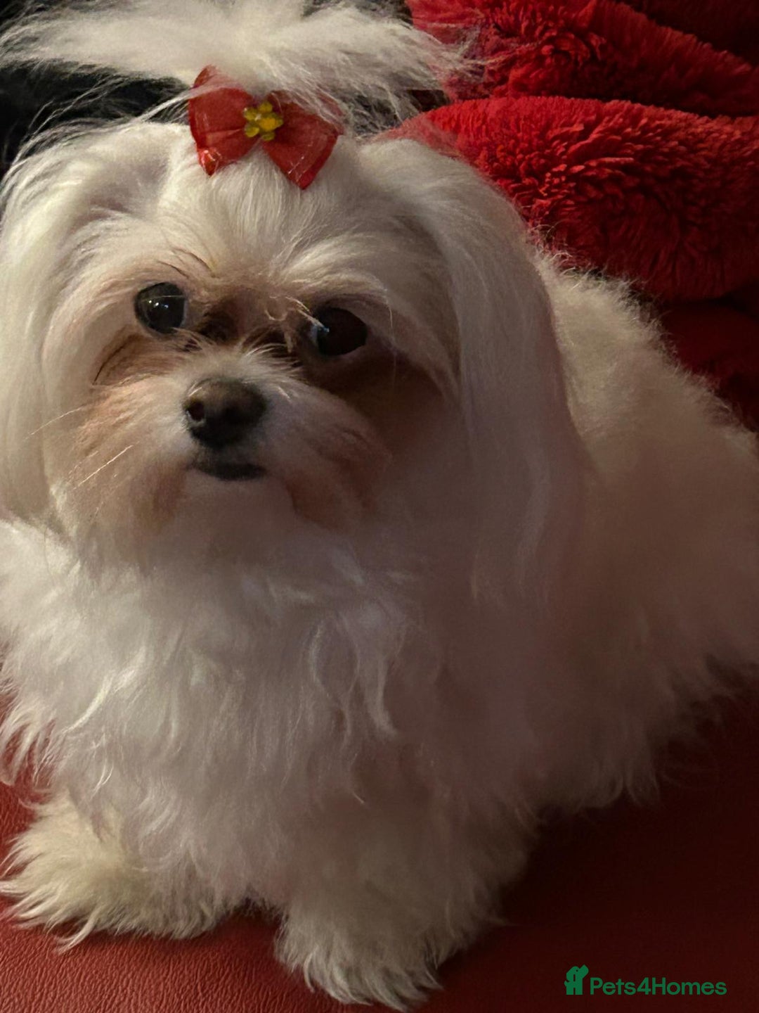 Maltese dogs for sale: Purebred Maltese Puppies for Sale - Image 12