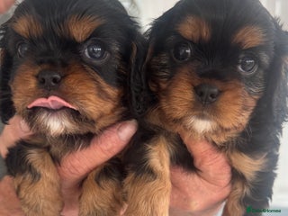 Cavalier King Charles Spaniel dogs KC REG Black and Tan boys - Advert 14