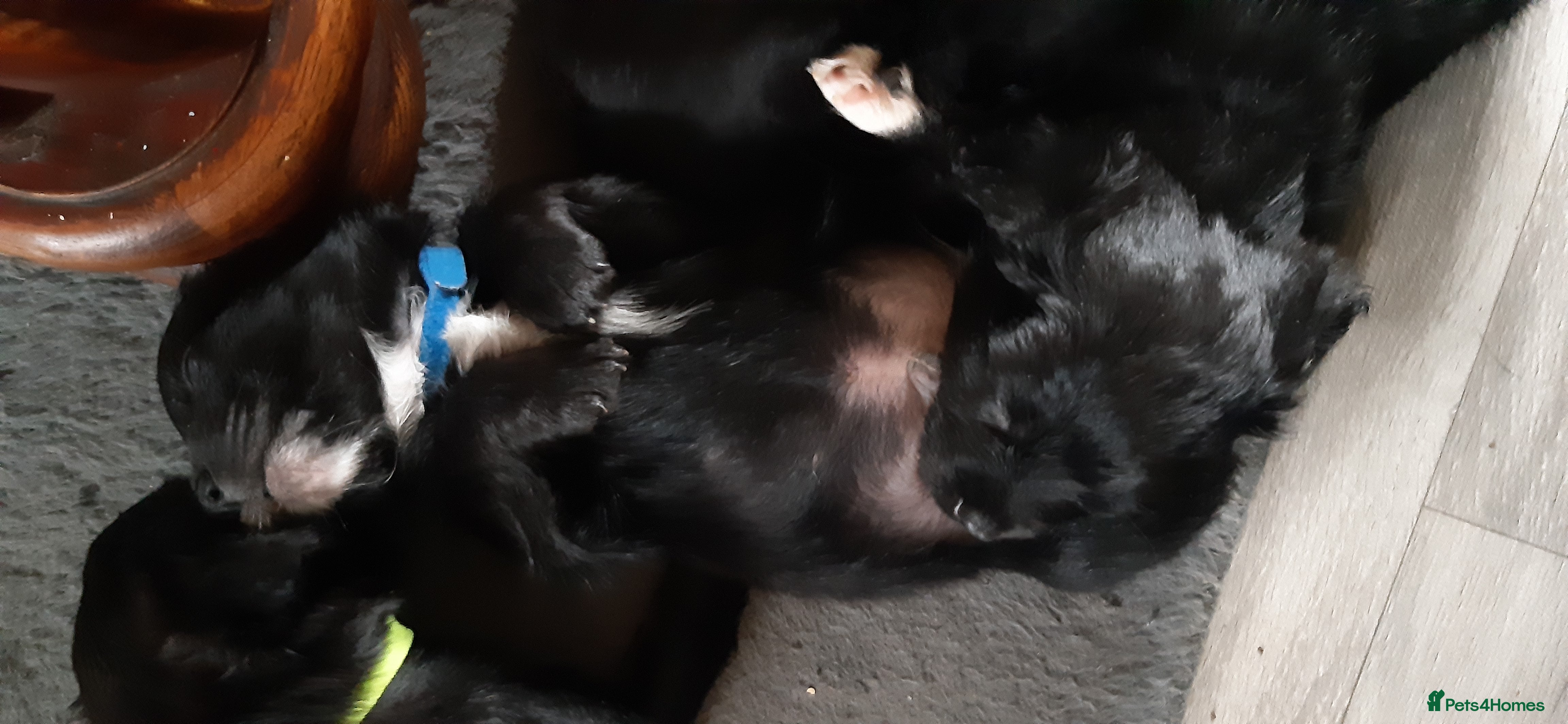 Mixed Breed dogs Shih Tzu / Jack Russell Hybrid Puppies - Advert 1