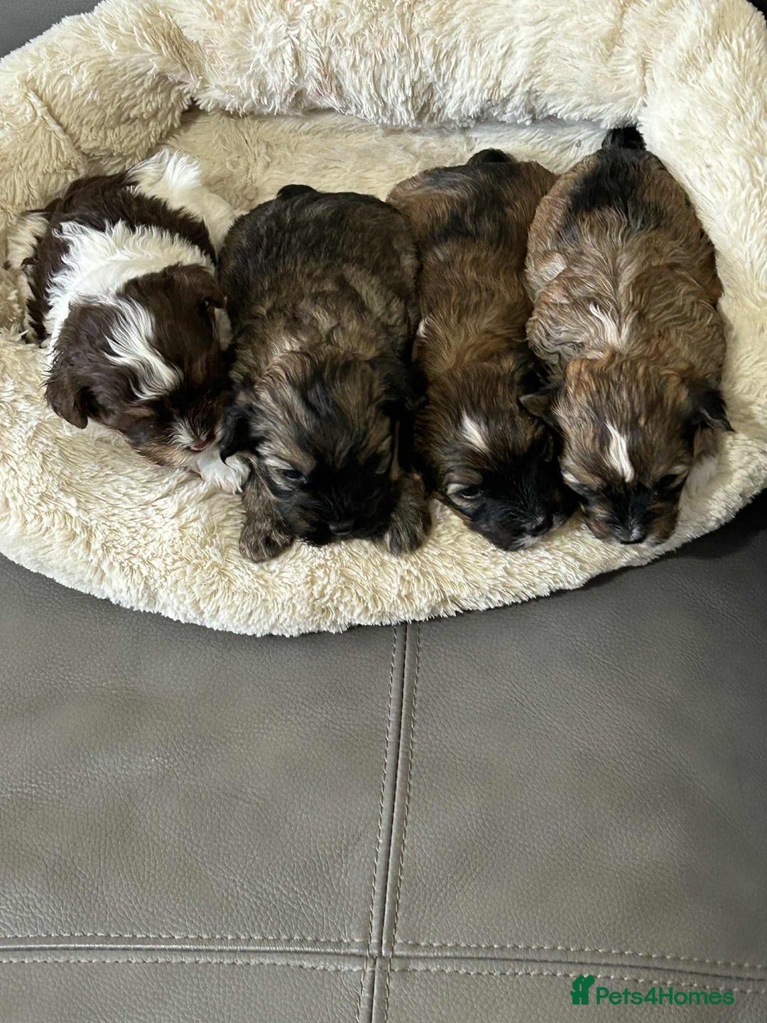 Havanese dogs for sale: Full Breed Havanese - Advert 1