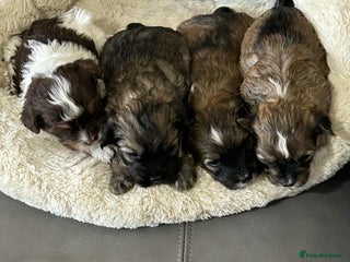 Havanese dogs Full Breed Havanese - Advert 3