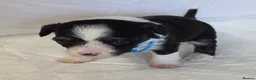 Chinese Crested dogs for sale: Pure Chinese Crested Puppies - Advert 14