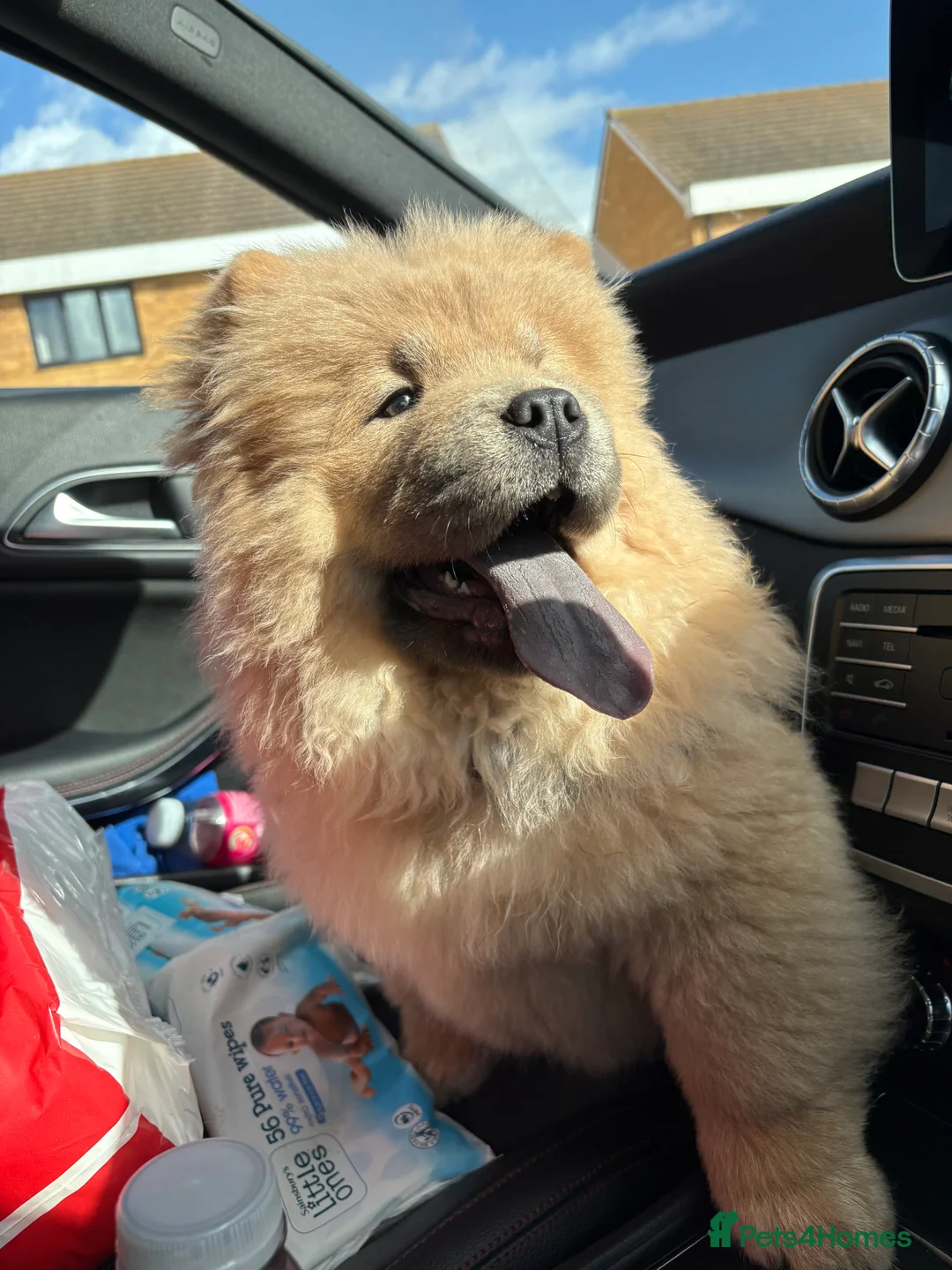 Chow Chow dogs for sale: Chow bitch for sale  - Advert 1