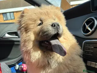 Chow Chow dogs Chow bitch for sale - Advert 1