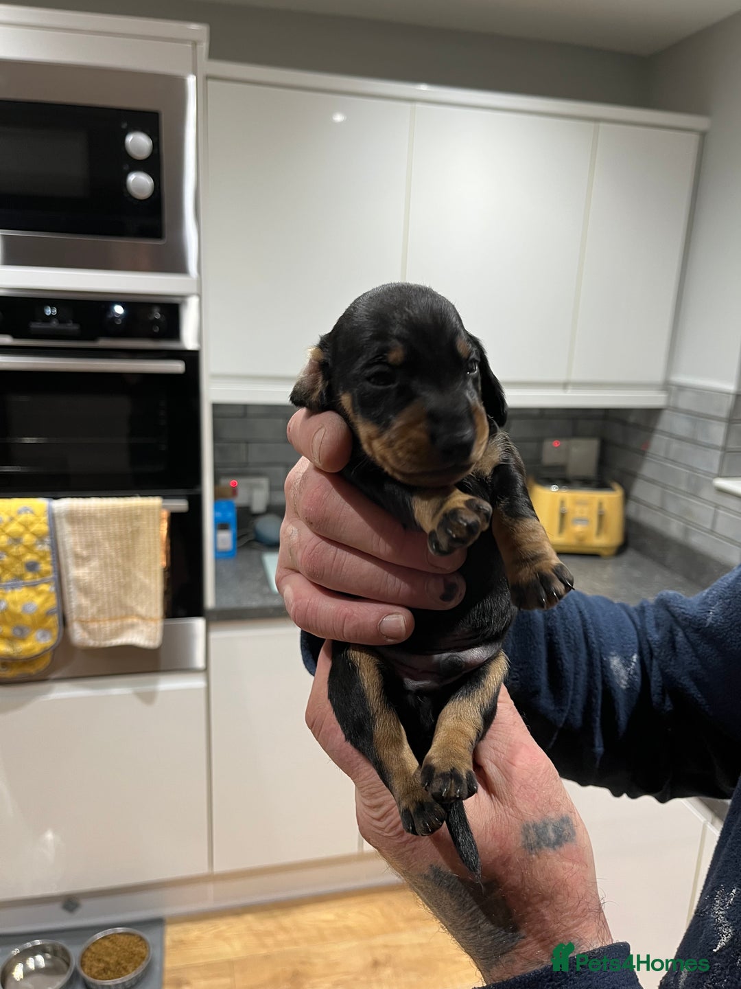 Dachshund dogs for sale: Dachshund puppies - Advert 11