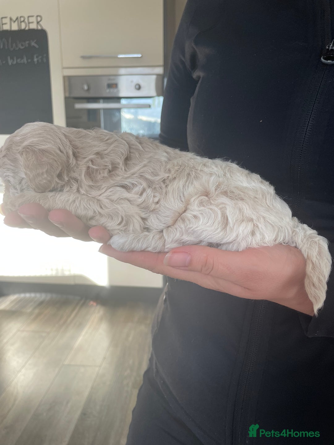Mixed Breed dogs for sale: Cockapoo/poochon - Image 2