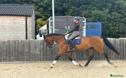 Irish Sports horses for sale: Super safe schoolmaster  - Image 2