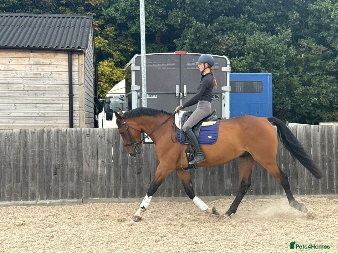 Irish Sports horses for sale: Super safe schoolmaster  - Image 2