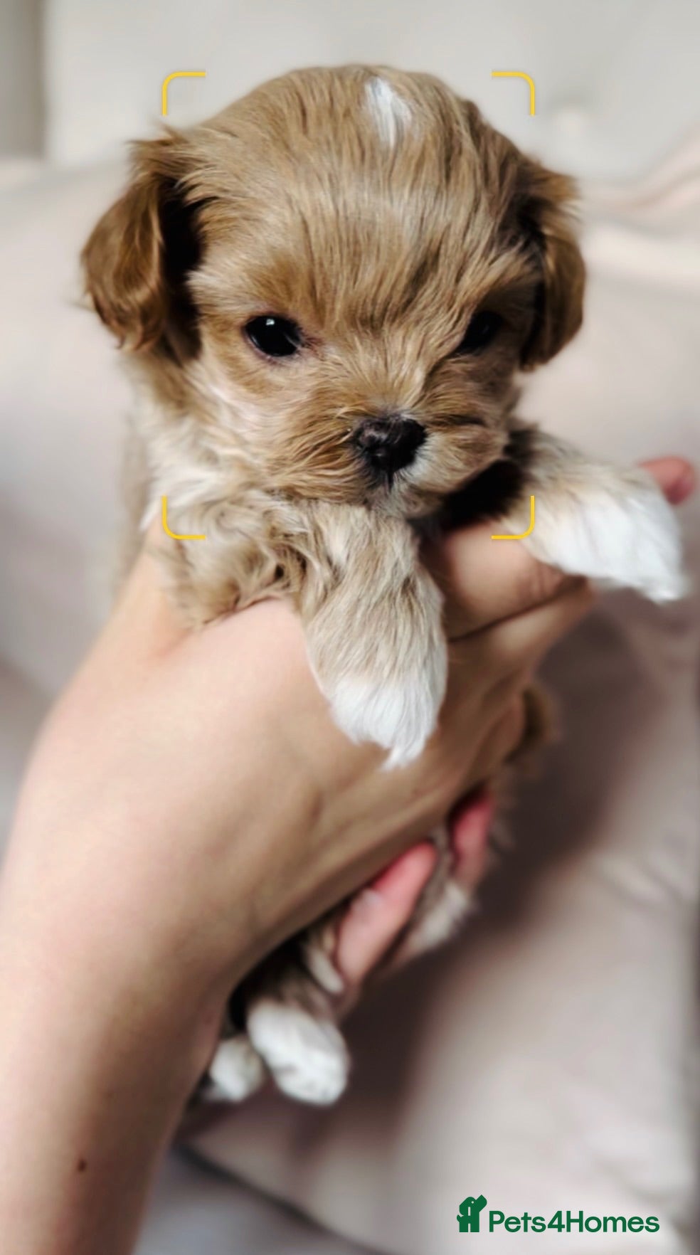 Maltipoo dogs 🧸Maltipoo DNA tested Korean & Asian lines - Advert 1