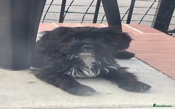 Cockapoo dogs for sale: Manny  - Image 18