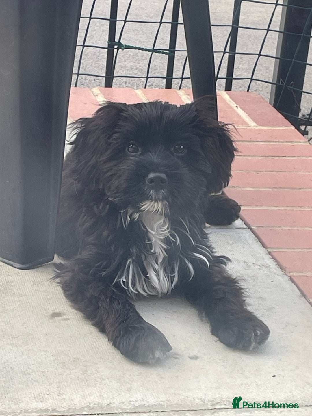 Cockapoo dogs for sale: Manny  - Image 18