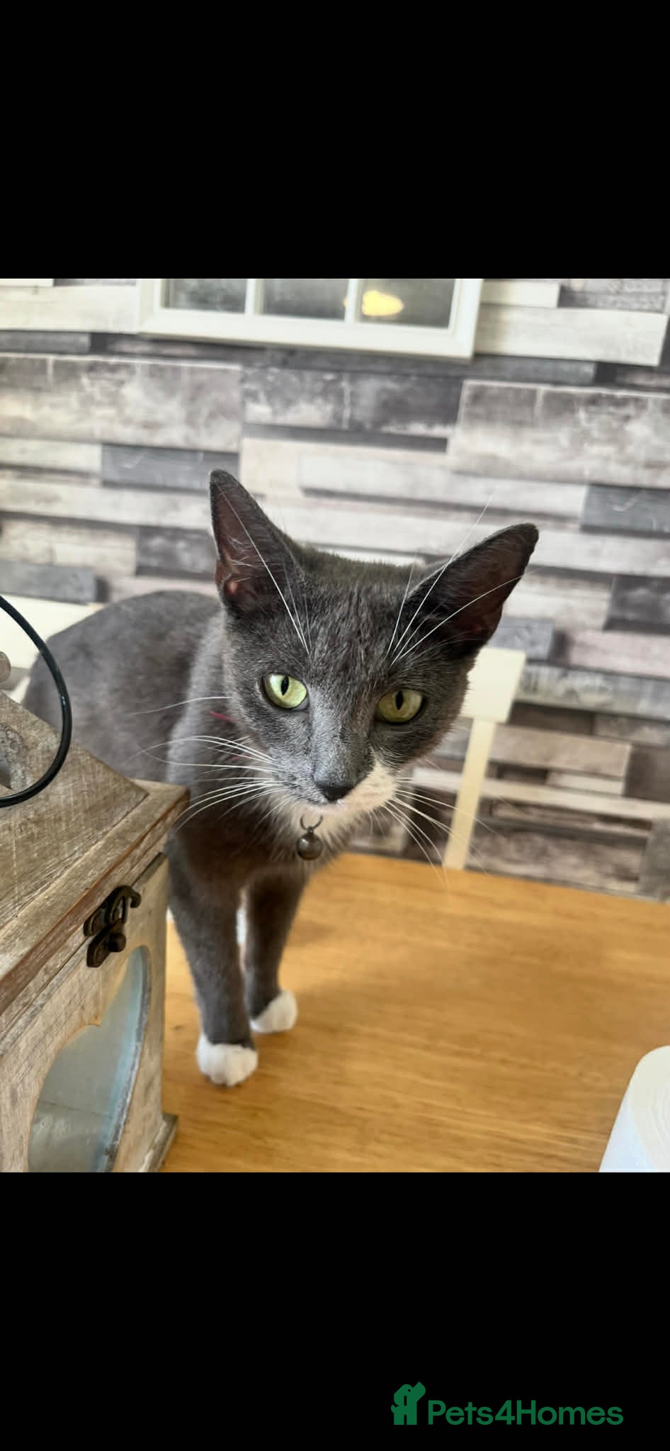 British Shorthair cats 4 Beautiful British Shorthair Kittens  - Advert 1