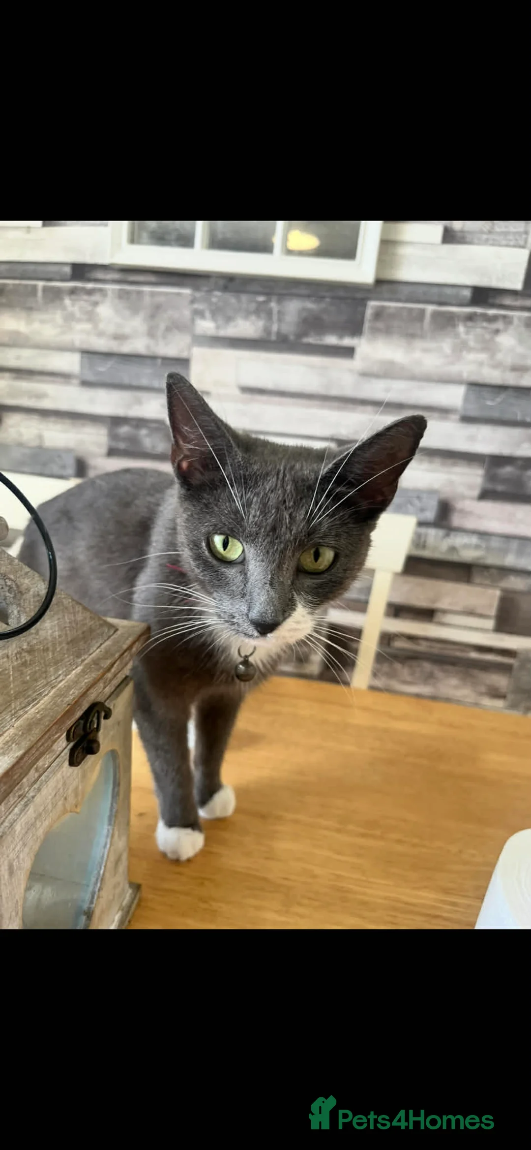 British Shorthair cats for sale: 4 Beautiful British Shorthair Kittens  - Advert 2