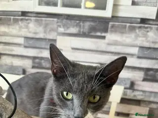 British Shorthair cats 4 Beautiful British Shorthair Kittens - Advert 8