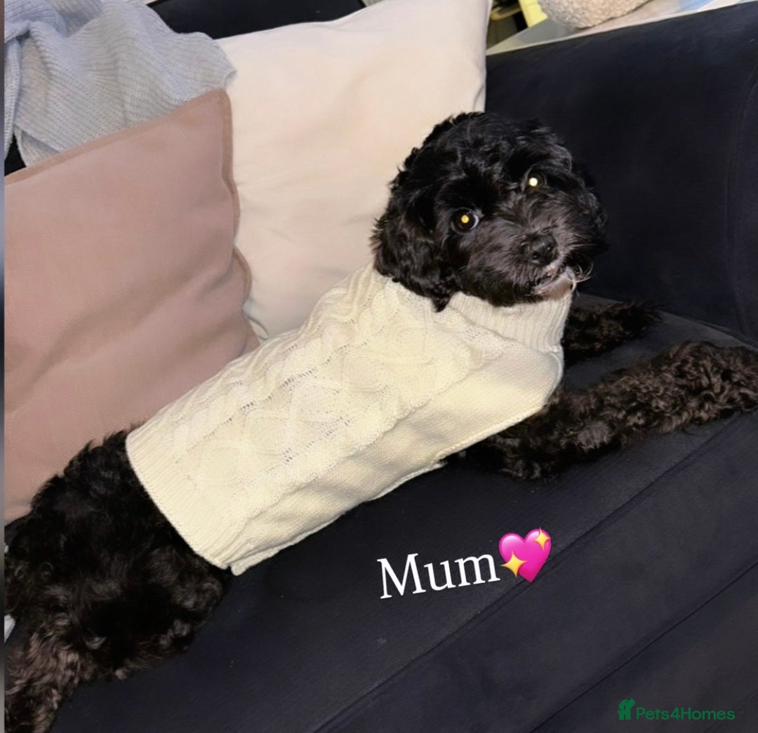 Shihpoo dogs for sale: Gorgeous Shihpoos for sale  - Advert 19