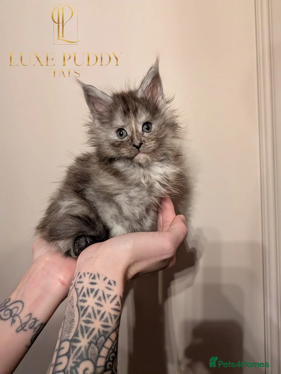 Maine Coon cats for sale: Champion line maine coon kitten - Advert 2