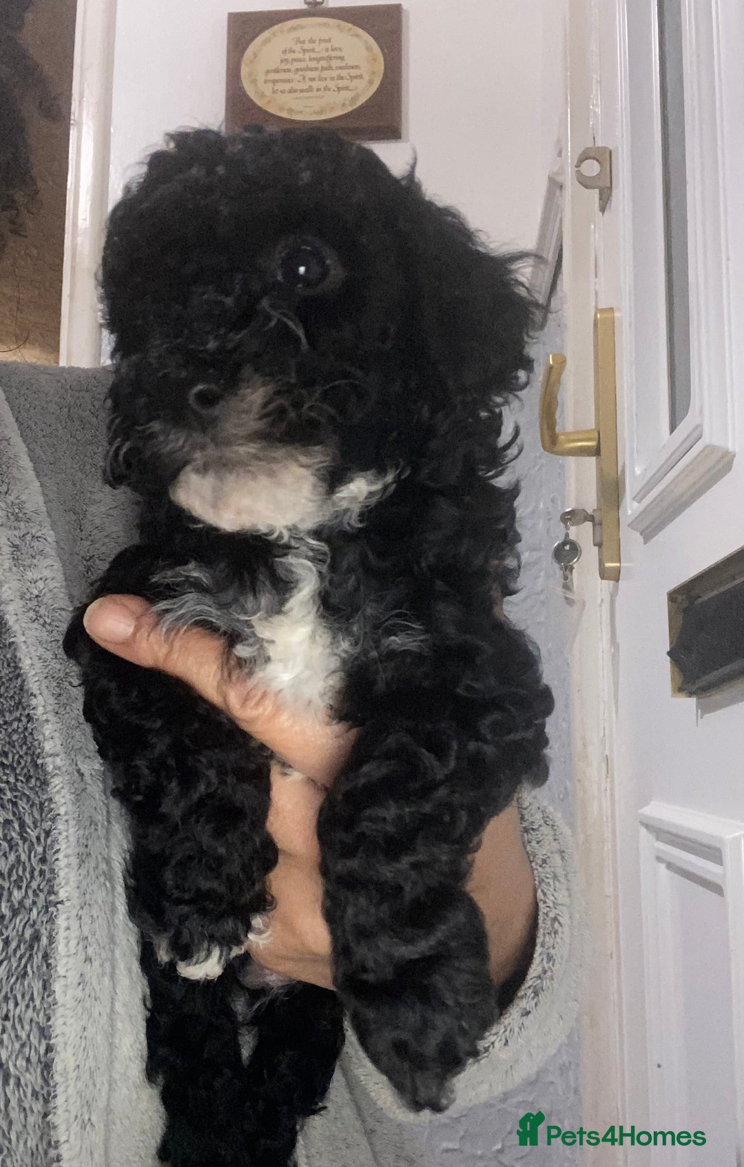 Miniature Poodle dogs for sale: Beautiful Miniature/Toy poodles  - Advert 2