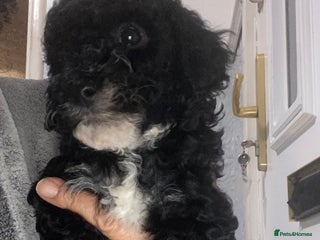 Miniature Poodle dogs Beautiful Miniature/Toy poodles - Advert 9