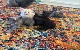 Maine Coon cats for sale: Half main coon kittens  - Image 2