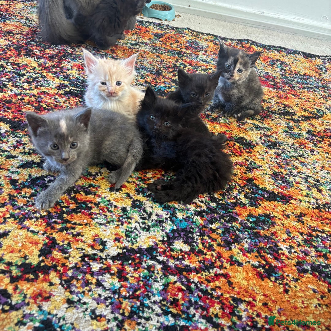 Maine Coon cats for sale: Half main coon kittens  - Image 2