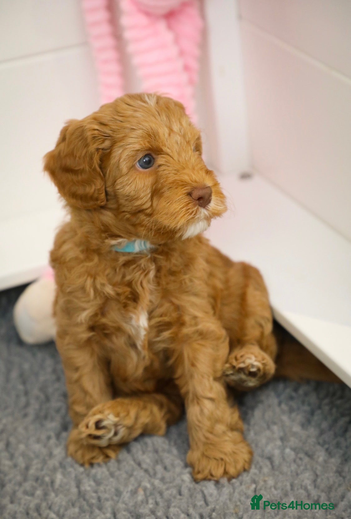 Australian Labradoodle dogs Australian Labradoodles Multigenerational  - Advert 13