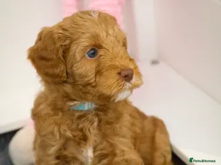 Australian Labradoodle dogs Australian Labradoodles Multigenerational - Advert 13