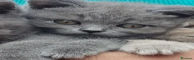 British Shorthair 4
