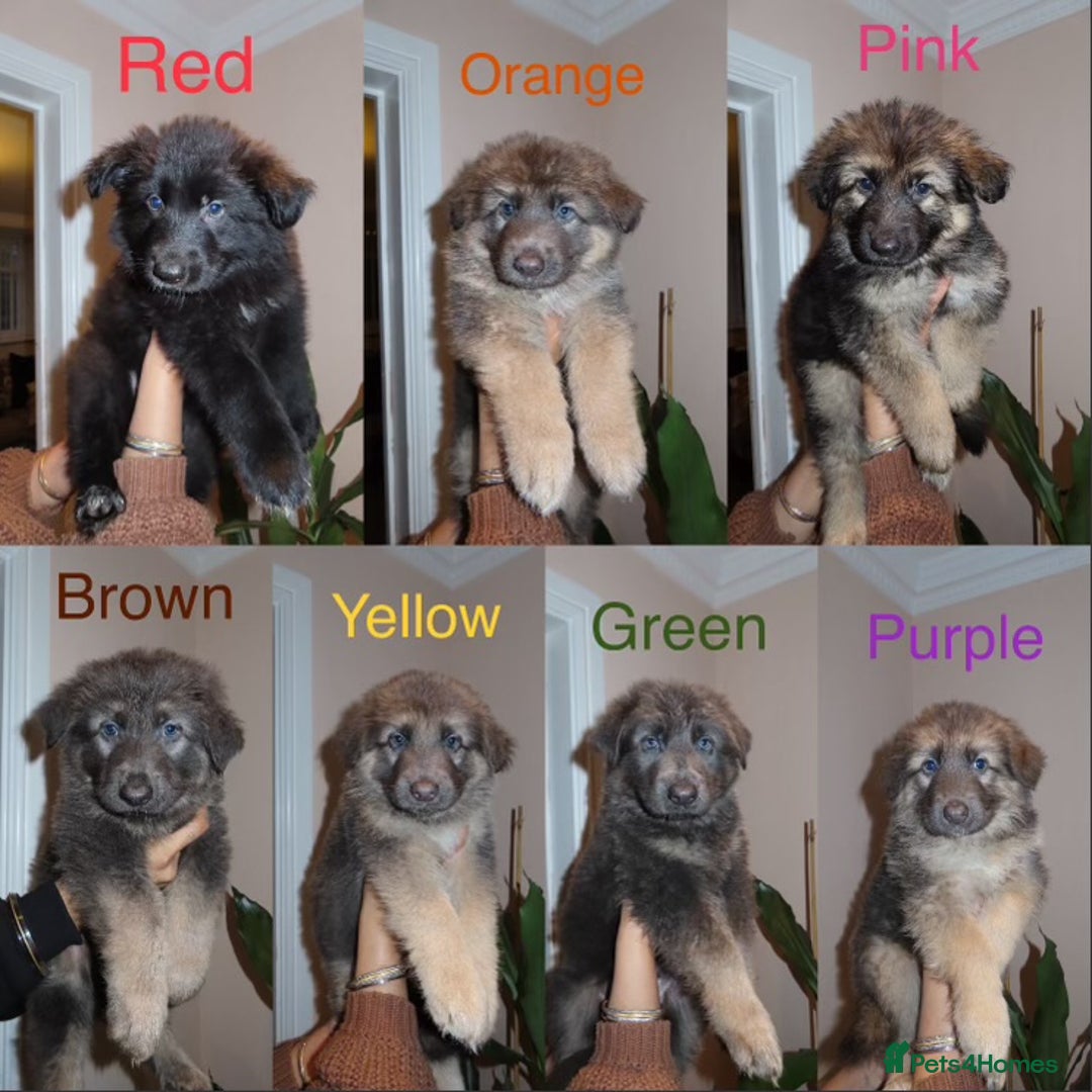 German Shepherd dogs for sale: RARE BLUE/BLACK KC REG GSD PUPS 💙 🐾 - Image 13