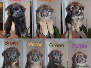 German Shepherd dogs - Advert 36