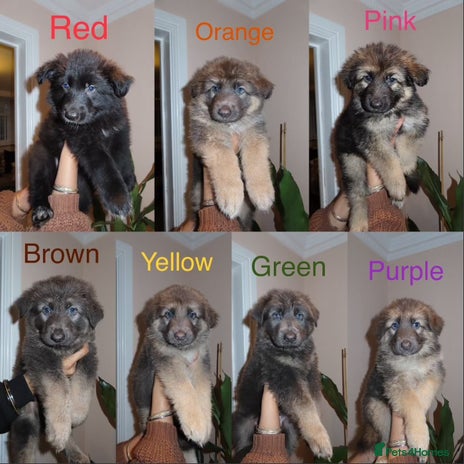 German Shepherd dogs - Advert 3