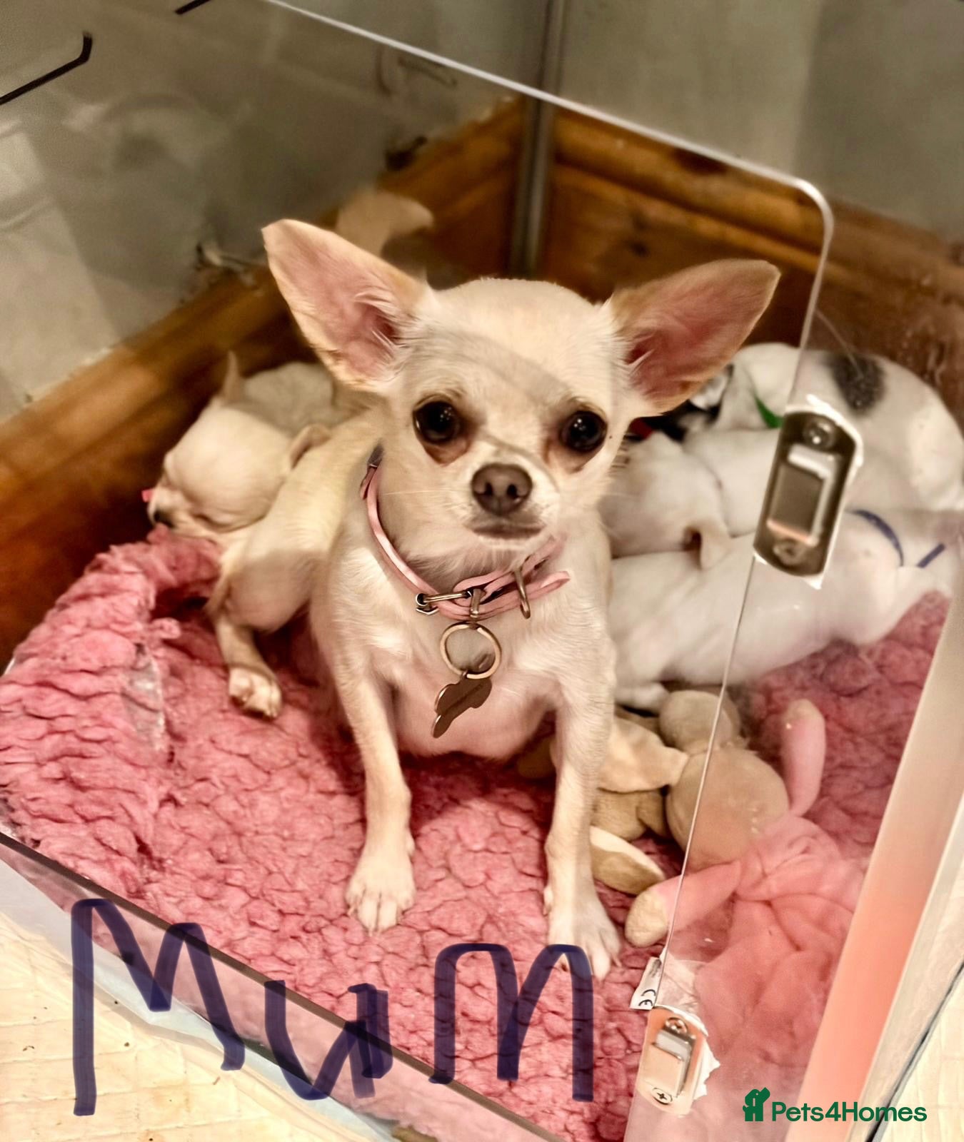 Chihuahua dogs KC Registered Pedigree Chihuahua Puppies - Advert 2